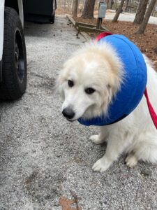 Great Pyrenees 