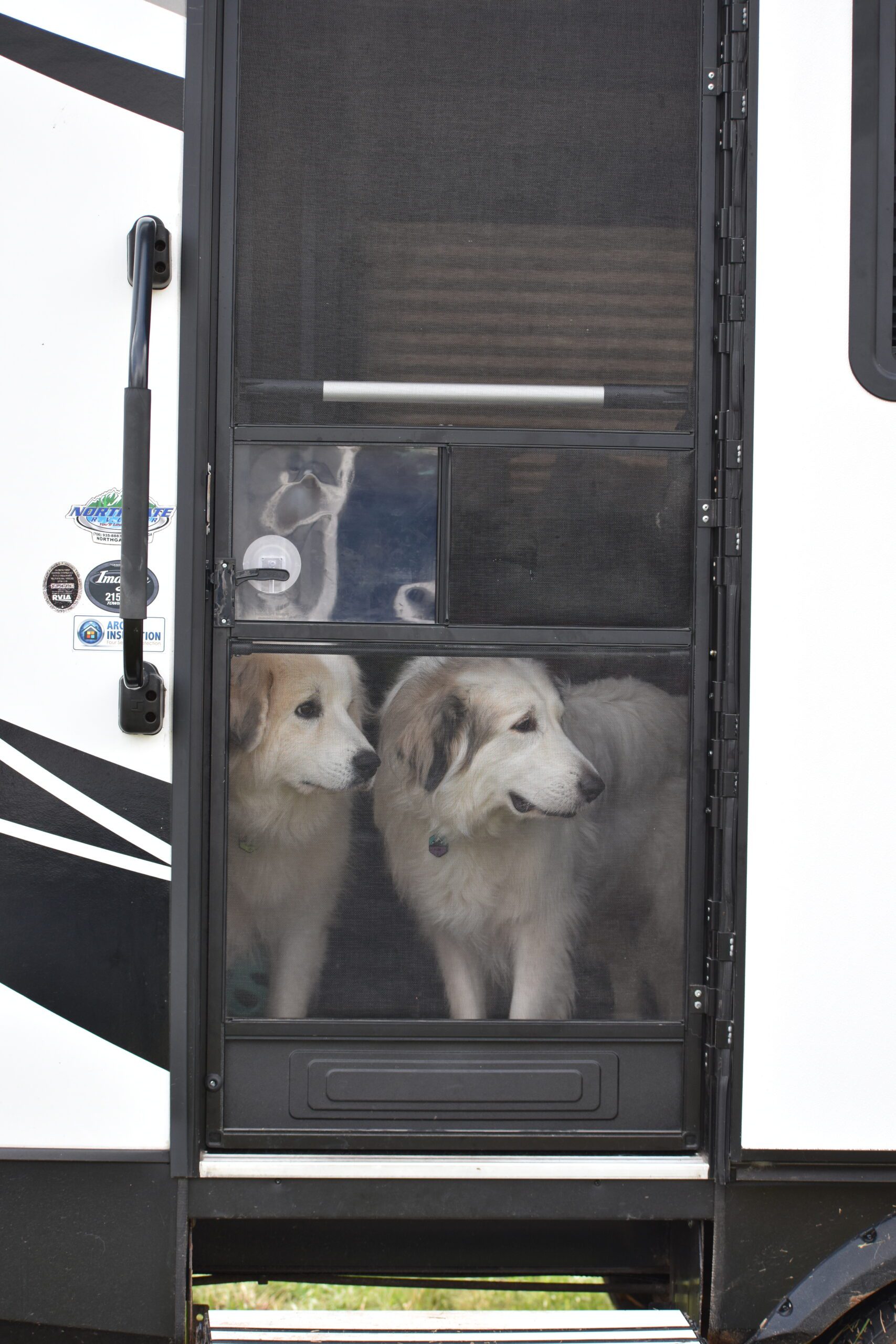 boondocking with dogs