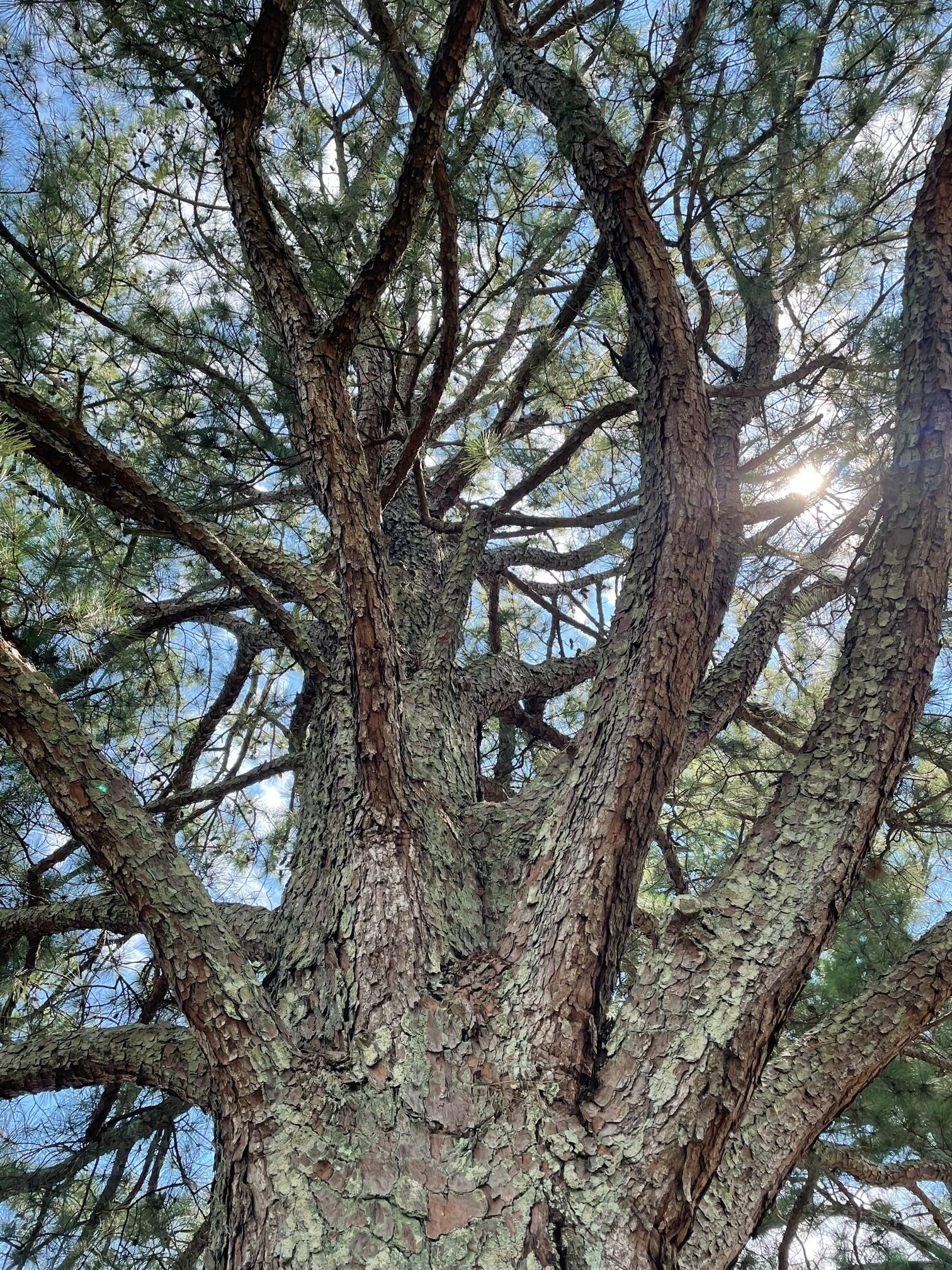 Bald Ridge Campground trees