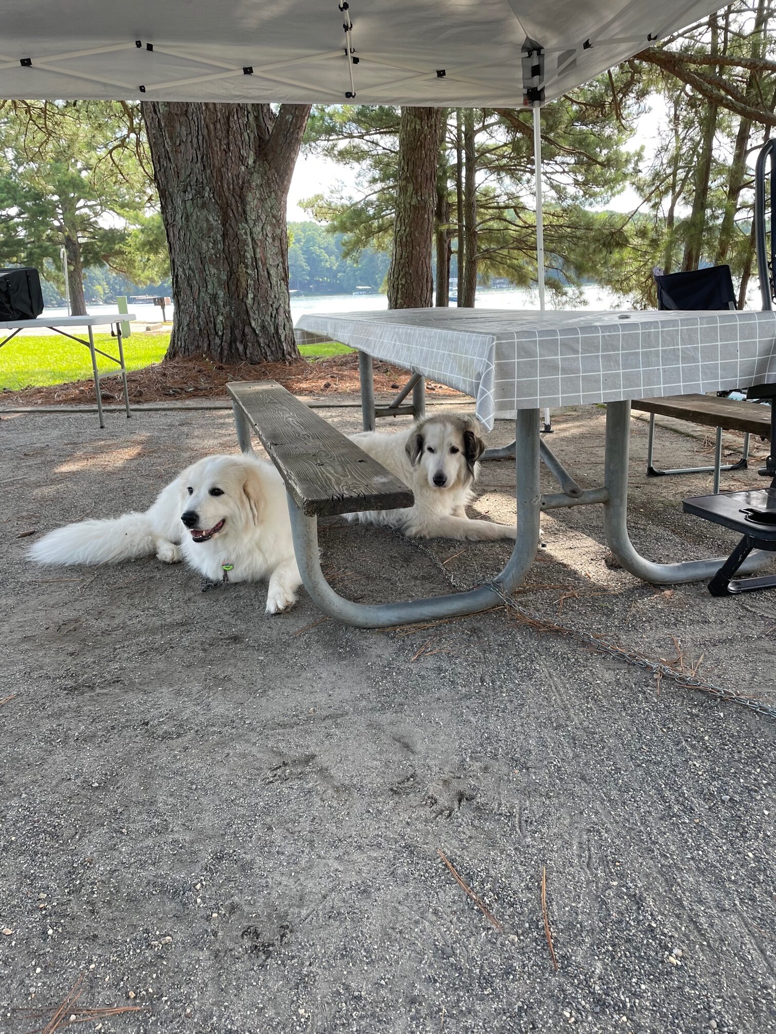 camping with dogs