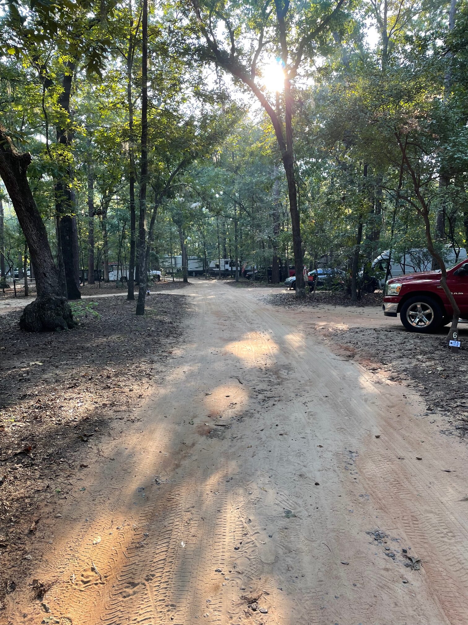 Poinsett State Park campground road 