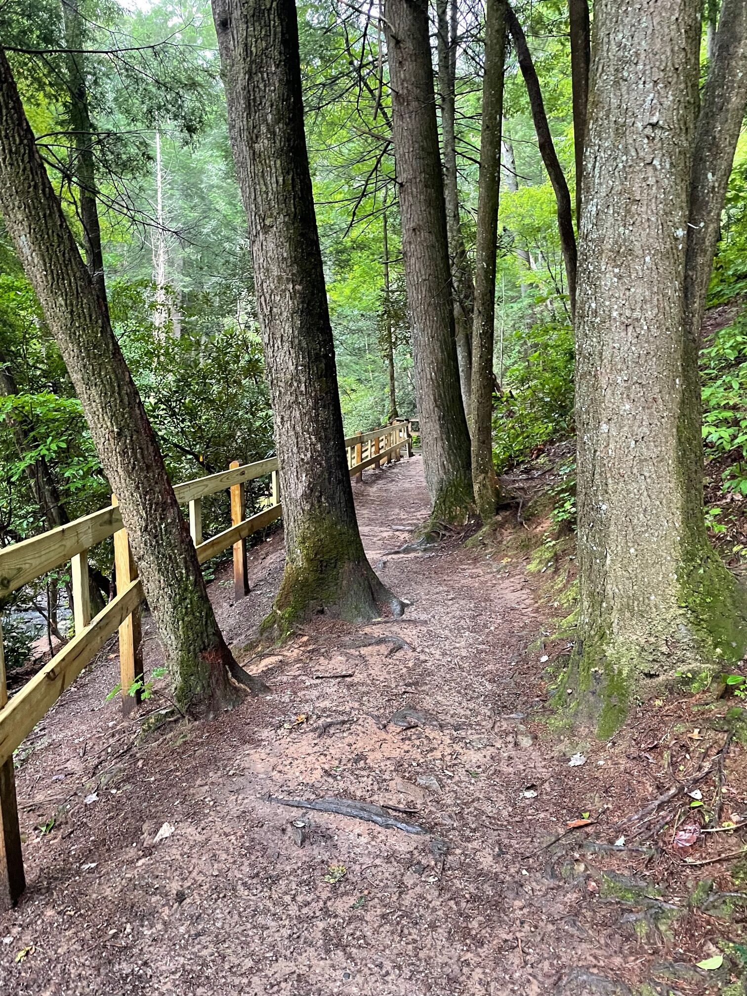 Vogel State Park trail