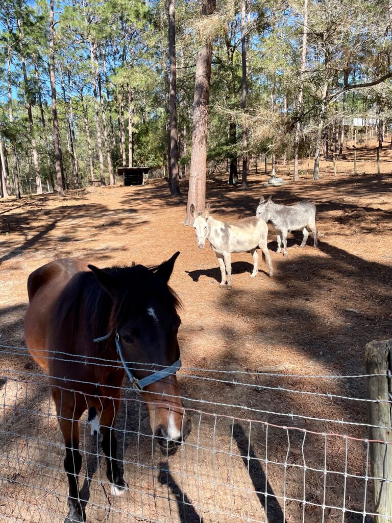 General Coffee State Park farm animals