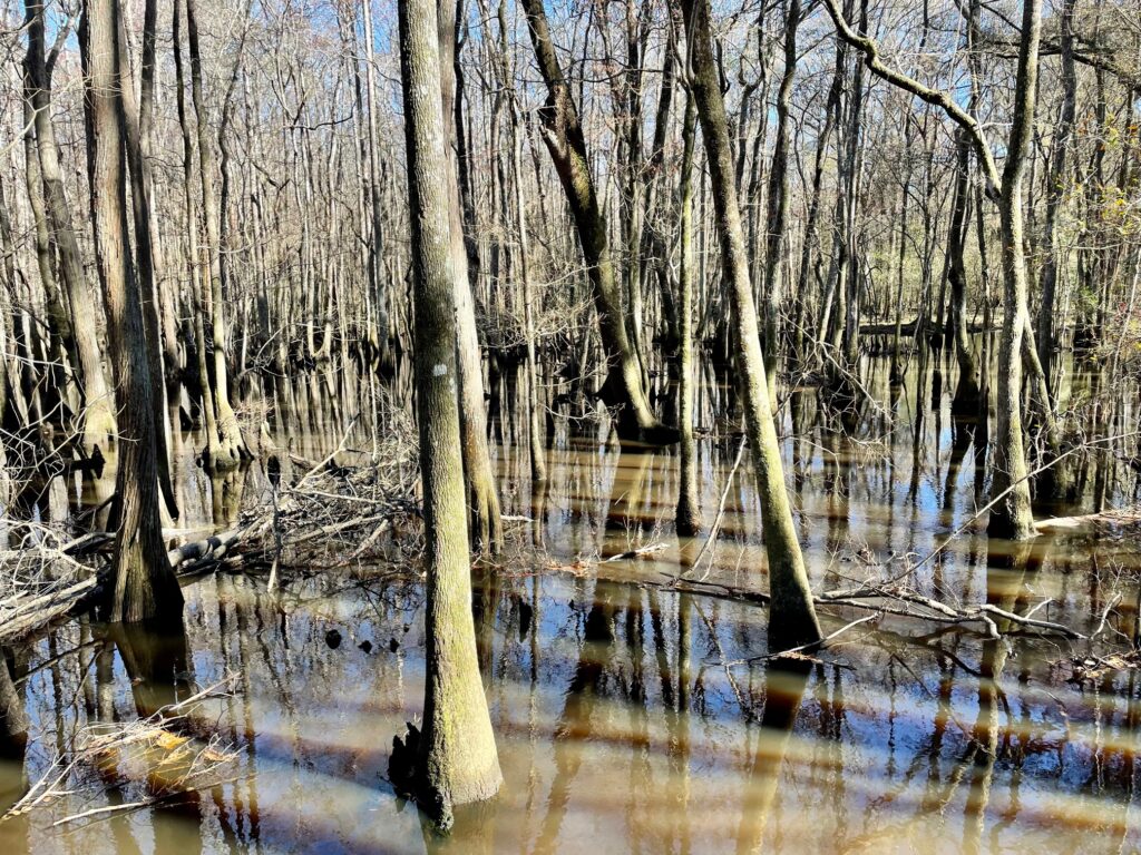 General Coffee State Park east river swamp trail