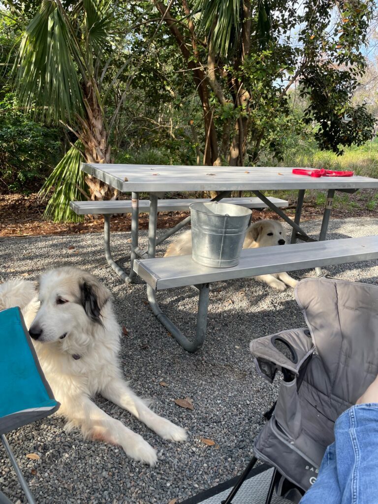 camping with dogs 