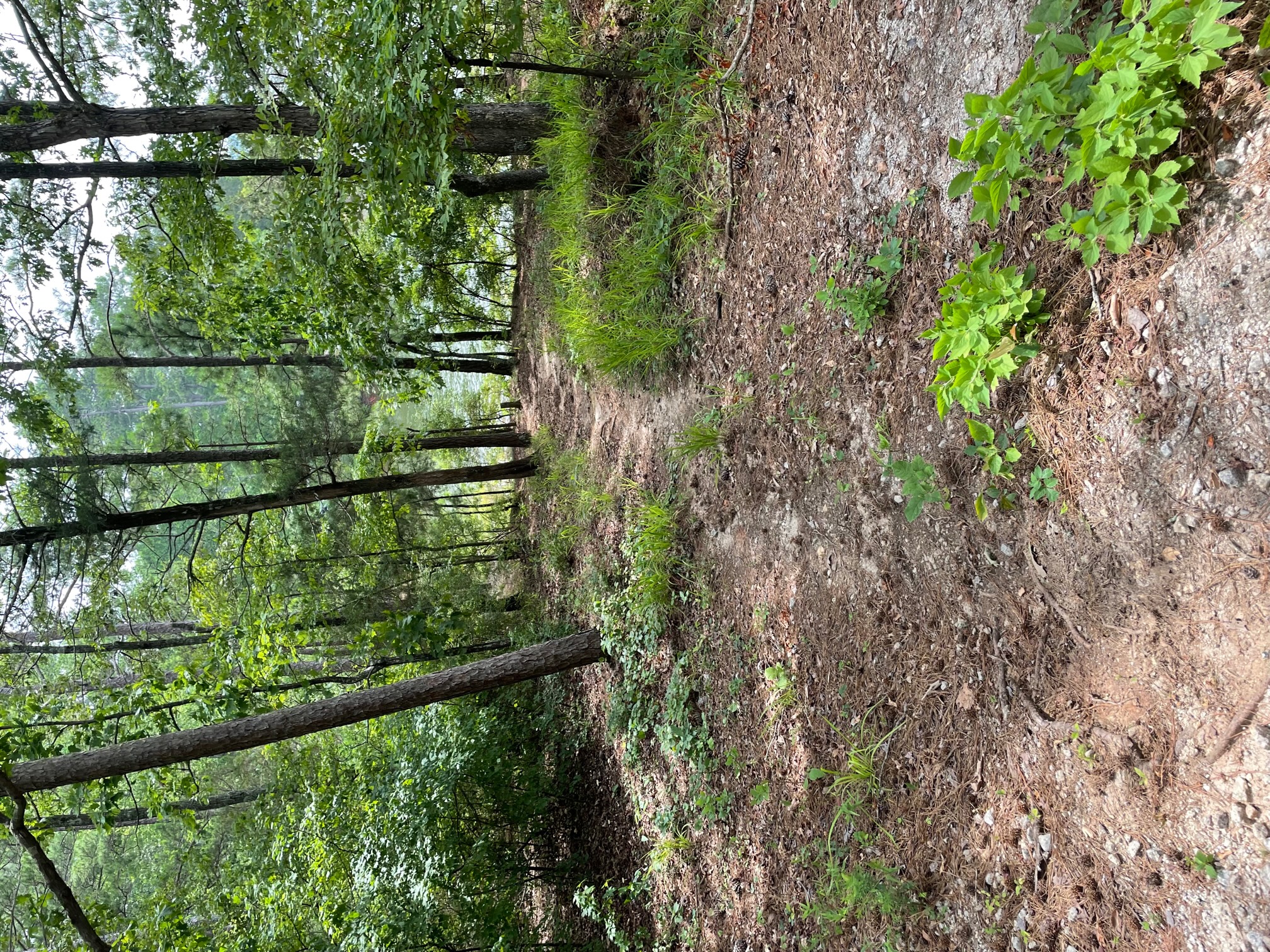 79 Water Ridge Path Ridge-Road-Campground-site-58-path-to-water | Imagine Camper