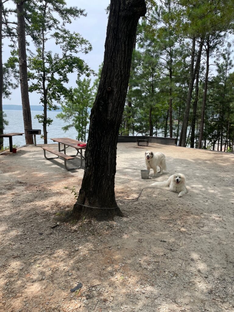 camping with dogs 