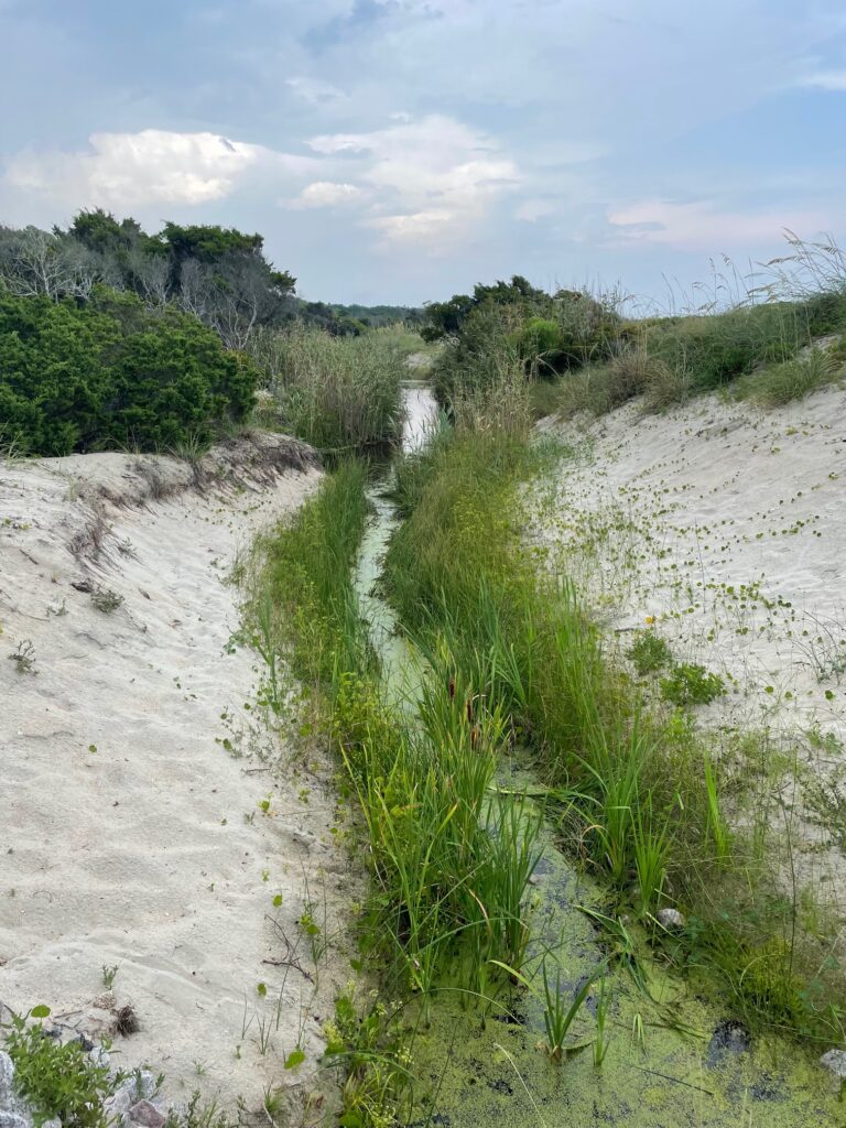 Huntington Beach State Park marsh 