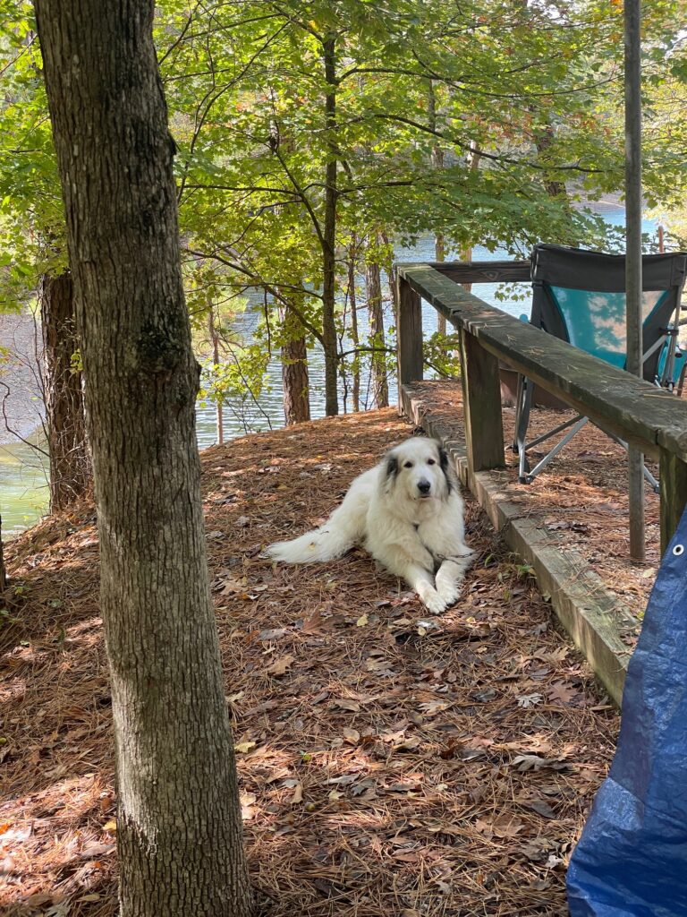 camping with dogs 