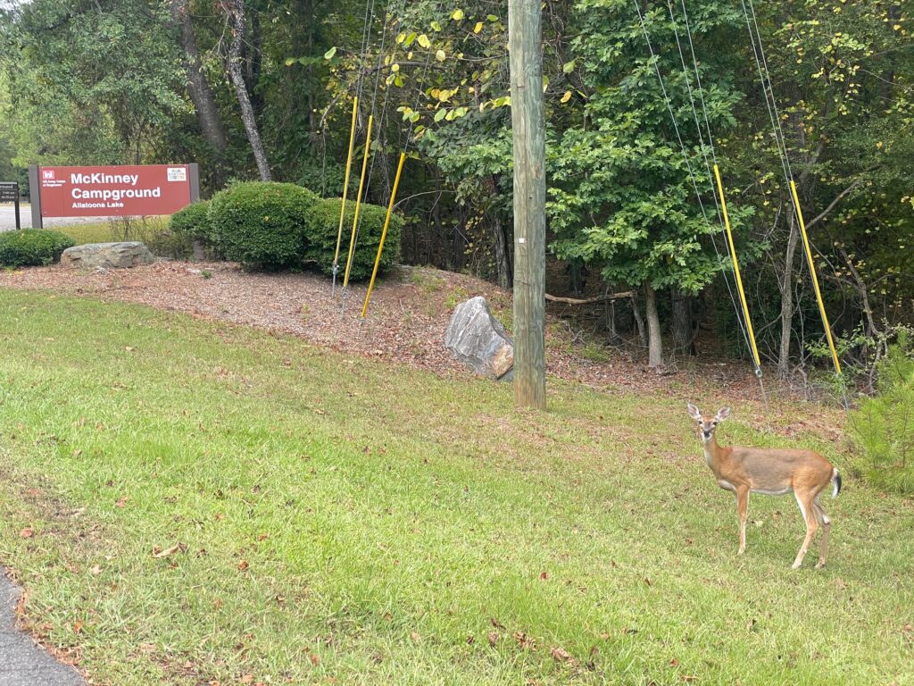 McKinney Campground