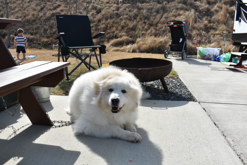 camping with dog