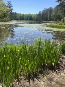 Callaway Gardens