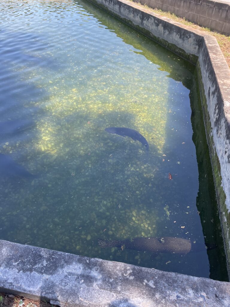 Fish Hatchery