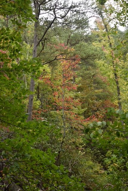 Gee Creek Falls Trail